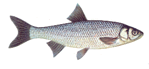fish identity chart fish identity chart